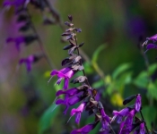 2020 09 19 LongFellowGardens 008